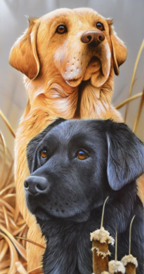 Two Labradors