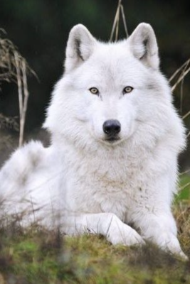 White wolf