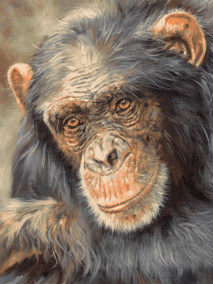 The old monkey