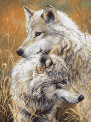 The pair of wolves